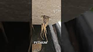 PYTHIUM [upl. by Pauli]