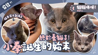 【貓貓咪呀 EP1】突發⁉️毫無預警下迎來家中新成員！👊🏼小拳誕生的始末｜Cat Vlog🐱｜英國短毛貓｜藍貓 [upl. by Asereht626]