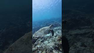 What gentle and beautiful creatures these turtles are☺️ freediving freedive [upl. by Eilac258]