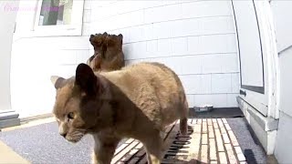 Grandma Ferals Feeding Station For Stray And Feral Cats Plus Other Wildlife Visitors [upl. by Sorvats]