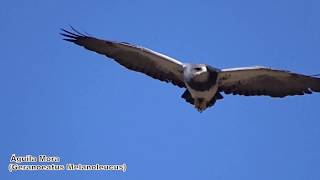 Aves Rapaces de Chile parte I [upl. by Stroup]