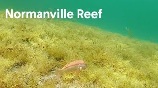 Underwater at Normanville Reef  Adelaide Freedive Tribe  Adelaide Snorkel Tribe [upl. by Lamahj]