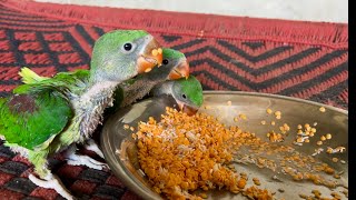 Raw baby Parrots Self Start Eating  Wow So beautiful amp Cute Parrot baby Feeding  Maco Tv [upl. by Ajroj]