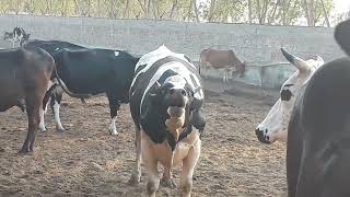 Breathtaking Bull Screaming and has many Cows for mating [upl. by Er]