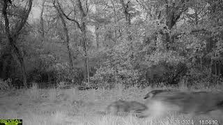 Eastern Coyotes Fall Trailcam Alert Easily Spooked Sounds Changes Pt 23 [upl. by Nidia]