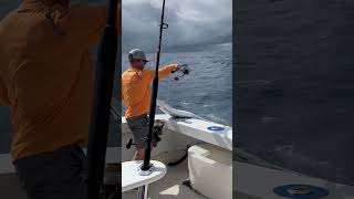 WILD SAILFISH JUMPS and TRIES TO KILL OUR ANGLER on a charter billfish sailfish fishingvideo [upl. by Alleras]