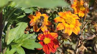 Hoverfly Eristalis tenax feeding on Bidens 19092024 Northern Ireland [upl. by Eng104]