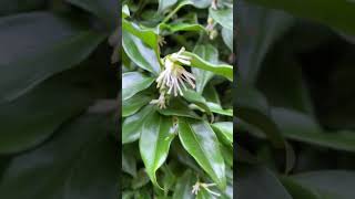 Possibly the smelliest shrub in the world  ever Sarcococca shorts smelly plant winter best [upl. by Enicar]