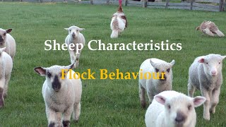 Sheep Characteristics Flock Behaviour [upl. by Lew529]