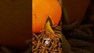 Mealworms vs Orange Timelapse [upl. by Issac]