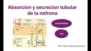 nefrona absorcion y secrecion tubular video [upl. by Manthei]