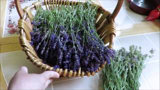 Tutorial How to Harvest and Dry Lavender [upl. by Eicul]