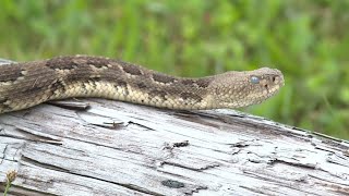 Gearing up for the Rattlesnake RoundUp in Noxen [upl. by Ahtrim]