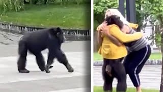 Chimpanzee Escapes Zoo and Wanders Around Town Square [upl. by Honoria928]