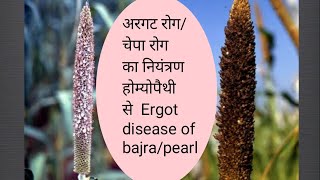 Homeopathic Management of ERGOT DISEASE in Pearl Bajra Millet [upl. by Su562]