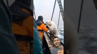 rescuing polar bears in the ocean polarbear ocean viralvideo shorts [upl. by Lledrev]