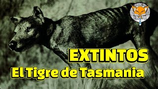 Extintos El Tigre de Tasmania [upl. by Anibla48]