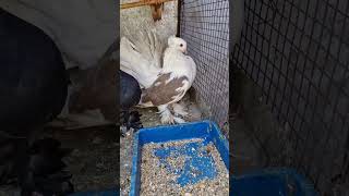 New pigeon Fentalpigeon fentybeauty kabutaar viralvideo trendingshorts [upl. by Enirak]