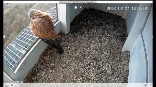 Konstancin Jeziorna PL  Male Kestrel on doorstep on landing departure  2024 02 01 14 05 [upl. by Ilbert]