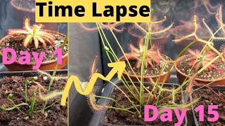 FAST Growing Carnivorous Sundews Time Lapse [upl. by Lammaj]