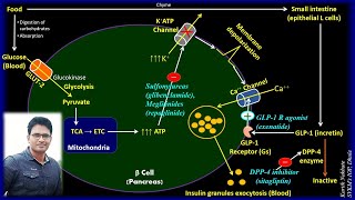 Insulin Secretagogues Sulfonylureas Meglitinides GLP1 R agonist DPP4 inhibitors SVKMIOP [upl. by Guria416]