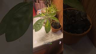 Love starting new trees 🌳 bonsai plants indoorbonsai garden bonsiatricksandalotmore indoor [upl. by Anirbaz]