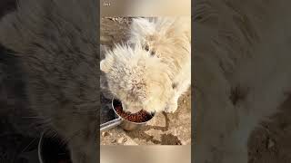 In the 104°F heat he remained in place waiting for the owner who would never return💔 [upl. by Yentroc]