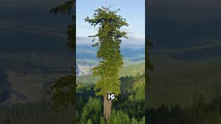 World’s Tallest Tree [upl. by Aicilif]