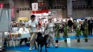 Hovawart Google vd Kleinestraat at Brussels Dog Show 2008 [upl. by Briscoe]