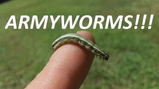 Armyworms  See them in action [upl. by Griselda]