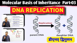 semiconservative DNA replication  replication of DNA  DNA replication  molecular biology [upl. by Anicnarf]