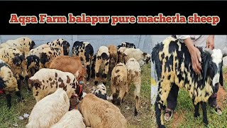 Macherla Sheep 🐏 saste wholesale price main Aqsa farm balapur ‎Lbhgoat [upl. by Kamal207]