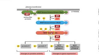 Receptor Tyrosine Kinase [upl. by Flo]