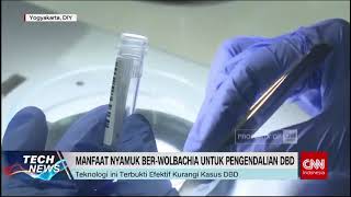 Wolbachia Senjata Baru Lawan DBD LawanDBD [upl. by Tonjes]