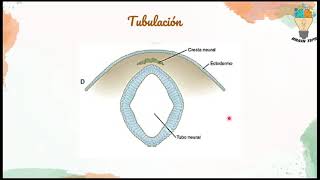 NEURULACION Embriología del SISTEMA NERVIOSO Génesis [upl. by Scott982]