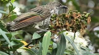 Little Wattlebird 69 [upl. by Niarbo]