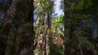 redwoods redwood ​⁠at Pfeiffer Big Sur State Park [upl. by Aniram]