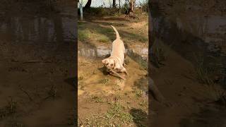 Aaj joey sirf apne man ki karega… lablove cuteanimal labradoruniverse labradoodles cutealert [upl. by Yhcir455]