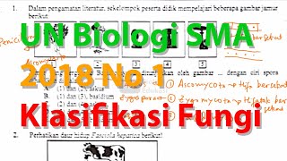 N1 Ascomycota Basydiomycota Zygomycota Pembahasan Ujian Nasional Biologi SMA 2018 [upl. by Analise]