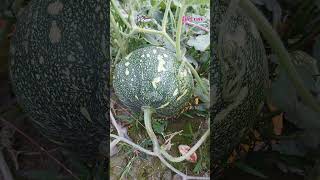 মিষ্টি কুমড়াPumpkinCucurbita moschataFamilyCucurbitaceae plants agriculture lifecraftiqbal [upl. by Thomajan]