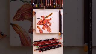 Derwent pencils flower drawing artshorts pencilart pencildrawings pencilsketch flowerpainting [upl. by Orpah720]