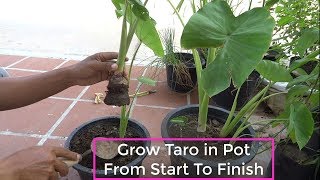 How To Grow Taro In Pot From Start To Finish [upl. by Ellezig]