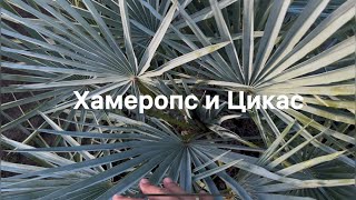 Хамеропс Церифера и Цикас Окт 2024 Краснодар🌴 cycas chamaerops humilis cerifera [upl. by Pironi953]