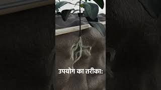 Nematode Control Pesticide  Nematodes Attack  निमेटोड कंट्रोल  How to control Root Knot Nematode [upl. by Ramunni692]