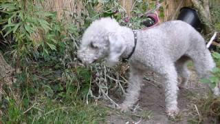 Deadheading Lychnis  gardening dog [upl. by Marsland]