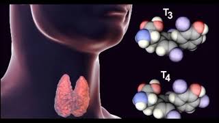 Síntesis de hormonas tiroideas [upl. by Elocal]
