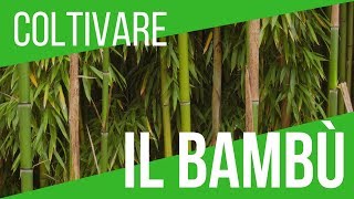 COLTIVARE O ELIMINARE IL BAMBÙ  USO BAMBÙ NELL ORTO  VITA DEL PODERE  ORTO E GIARDINAGGIO [upl. by Laurel89]