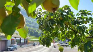 ALONG THE ROAD IN LAVAUX SWITZERLAND travel nature naturelovers views beautiful highlights [upl. by Awahsoj]