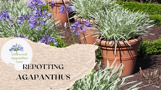 Repotting Agapanthus  How to repot Agapanthus plants  Littlewood Agapanthus Farm  Agapanthus Care [upl. by Anelagna]