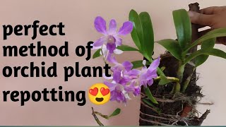 orchid planting on a wooden piece best planting method of orchid [upl. by Ardeth]